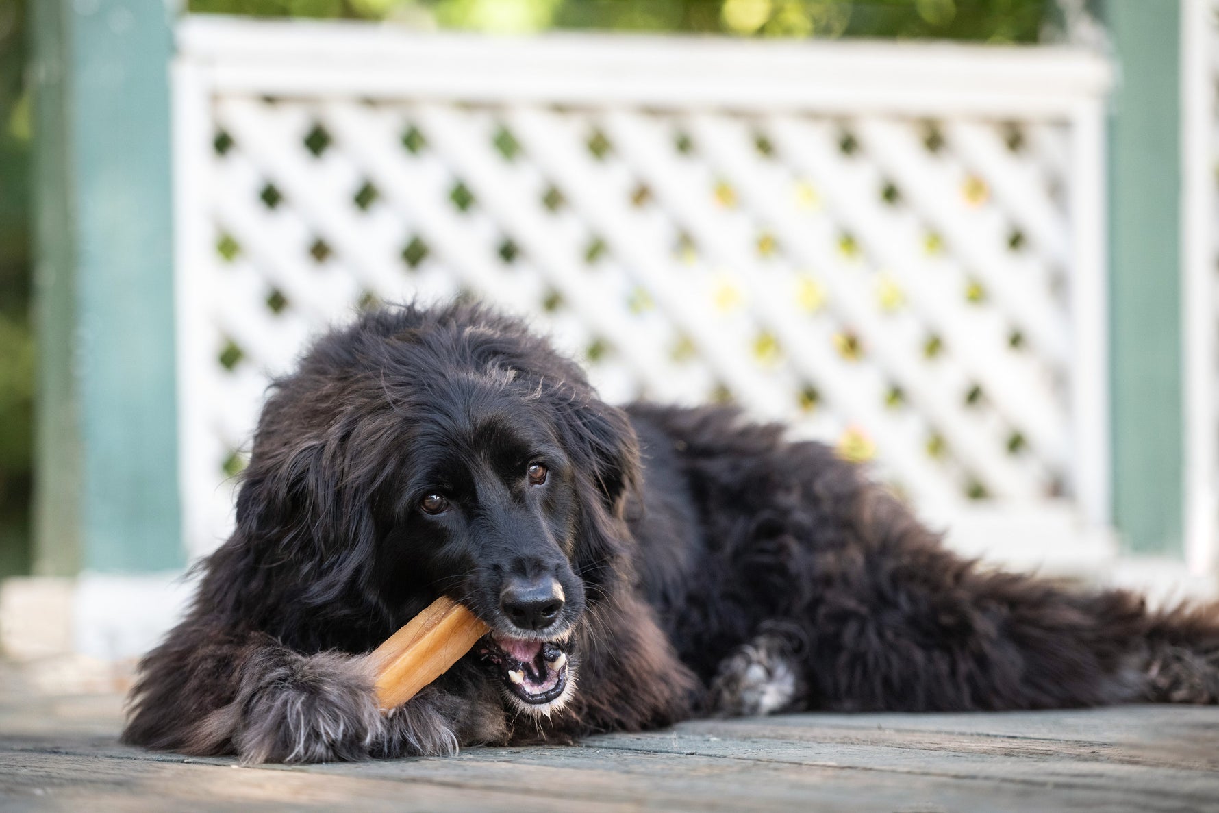 Dog enjoying a yak cheese chew treat