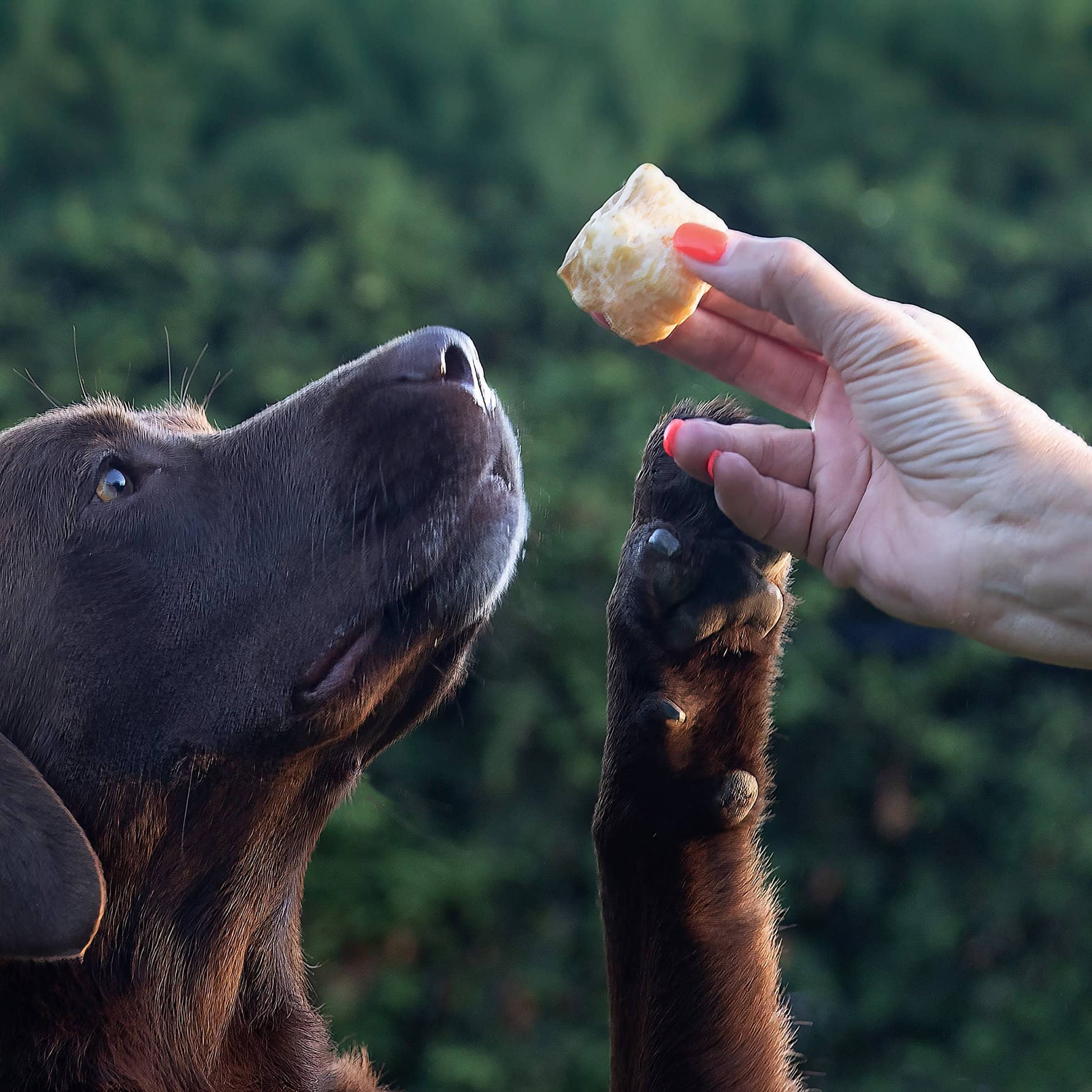 Dog reaching up excitedly for Yakety Yaks Puffs yak cheese treat held by hand outdoors